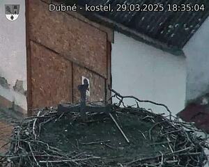 Capi_Dubne_20250329_183504.jpg (1350 x 1080)