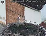 Capi_Dubne_20250330_090004.jpg