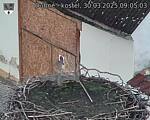 Capi_Dubne_20250330_090503.jpg