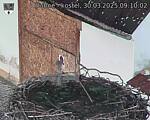 Capi_Dubne_20250330_091002.jpg