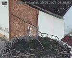 Capi_Dubne_20250330_092003.jpg