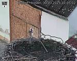 Capi_Dubne_20250330_100502.jpg