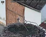 Capi_Dubne_20250330_101003.jpg