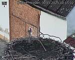 Capi_Dubne_20250330_101502.jpg