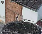 Capi_Dubne_20250330_104002.jpg