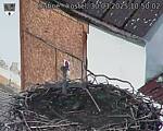 Capi_Dubne_20250330_105002.jpg