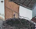 Capi_Dubne_20250330_110002.jpg