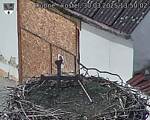 Capi_Dubne_20250330_135002.jpg