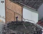 Capi_Dubne_20250330_135503.jpg