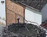 Capi_Dubne_20250330_140002.jpg
