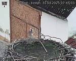 Capi_Dubne_20250331_074503.jpg
