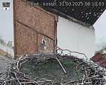 Capi_Dubne_20250331_081003.jpg