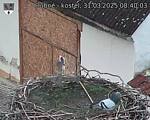 Capi_Dubne_20250331_084003.jpg