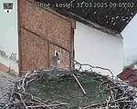 Capi_Dubne_20250331_090502.jpg
