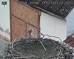 Capi_Dubne_20250331_102003.jpg