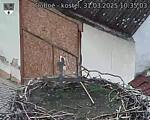 Capi_Dubne_20250331_103503.jpg