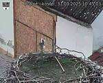 Capi_Dubne_20250331_104503.jpg