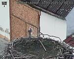 Capi_Dubne_20250331_120003.jpg