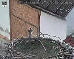 Capi_Dubne_20250331_123002.jpg