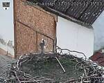 Capi_Dubne_20250331_123503.jpg
