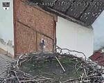 Capi_Dubne_20250331_130002.jpg