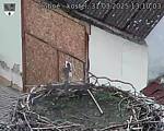 Capi_Dubne_20250331_131003.jpg