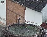 Capi_Dubne_20250331_153003.jpg