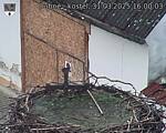 Capi_Dubne_20250331_160003.jpg