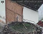 Capi_Dubne_20250331_163003.jpg