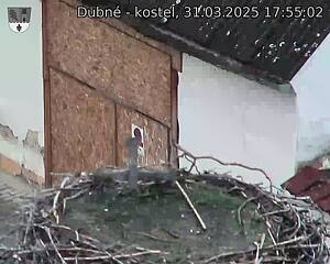 Capi_Dubne_20250331_175502.jpg (1350 x 1080)