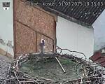 Capi_Dubne_20250331_183503.jpg