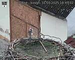 Capi_Dubne_20250331_184502.jpg