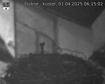 Capi_Dubne_20250401_061502.jpg