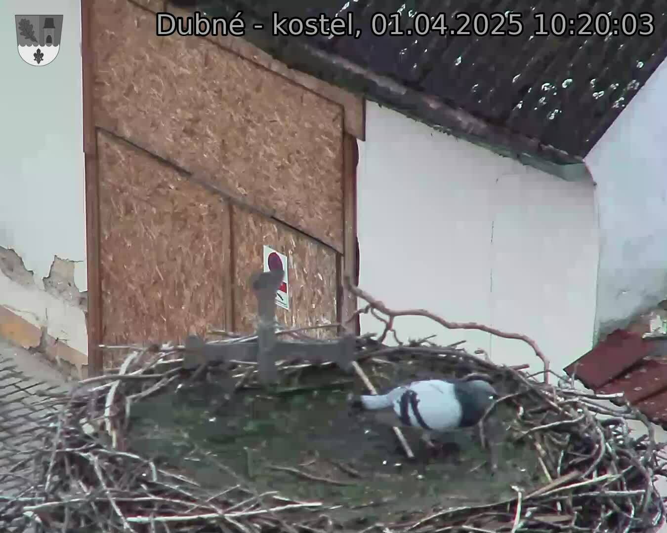 Capi_Dubne_20250401_102003.jpg (1350 x 1080)