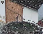 Capi_Dubne_20250401_122502.jpg