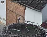 Capi_Dubne_20250401_133503.jpg