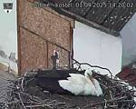 Capi_Dubne_20250401_142002.jpg