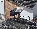 Capi_Dubne_20250401_150003.jpg