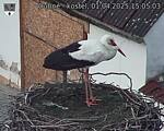 Capi_Dubne_20250401_150503.jpg