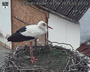 Capi_Dubne_20250401_152002.jpg (1350 x 1080)