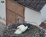 Capi_Dubne_20250401_153504.jpg