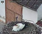 Capi_Dubne_20250401_154003.jpg
