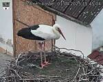 Capi_Dubne_20250401_154504.jpg