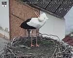 Capi_Dubne_20250401_155004.jpg