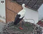 Capi_Dubne_20250401_172502.jpg