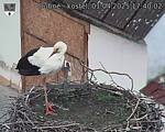 Capi_Dubne_20250401_174002.jpg