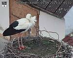 Capi_Dubne_20250401_174502.jpg