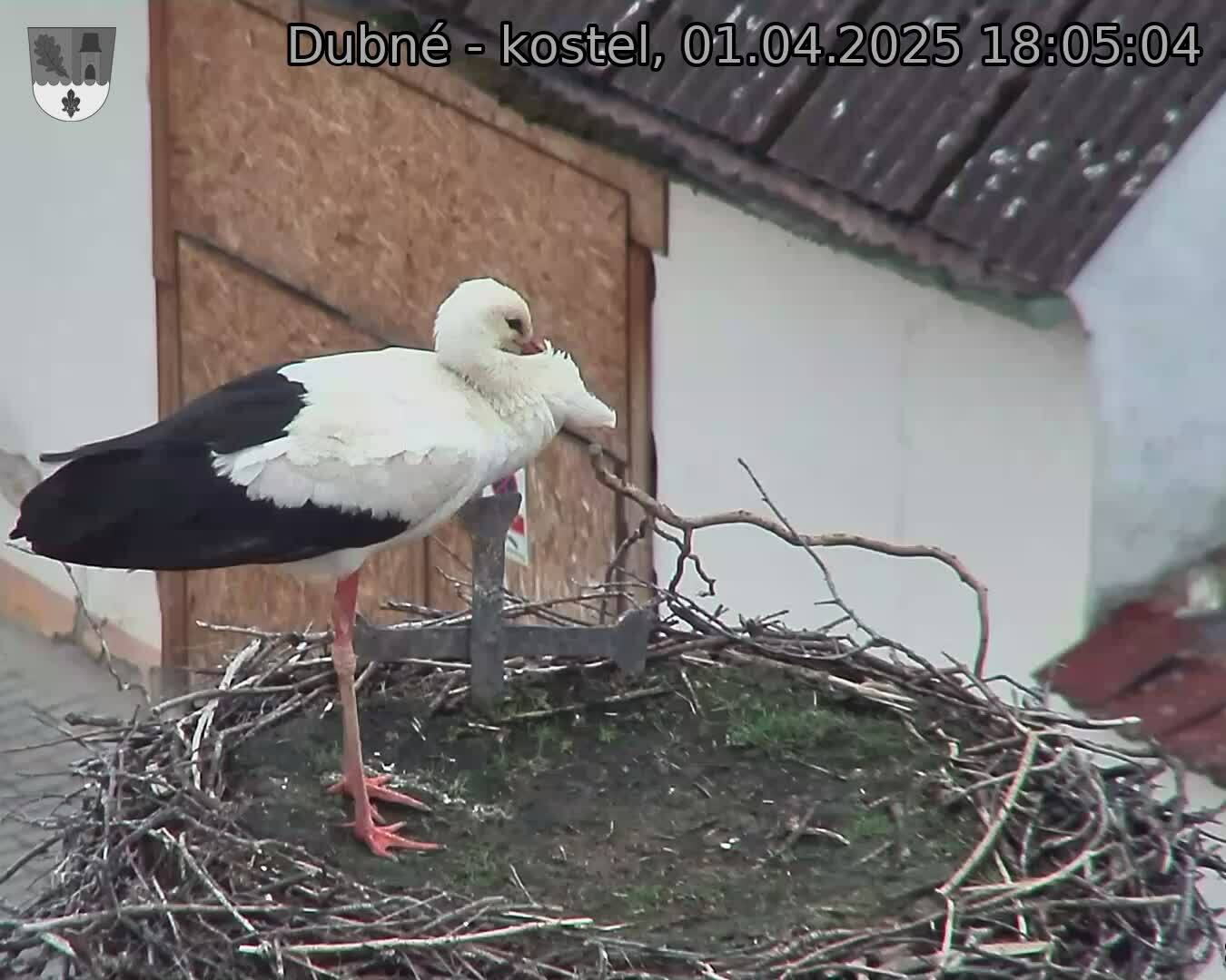 Capi_Dubne_20250401_180504.jpg (1350 x 1080)