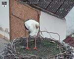 Capi_Dubne_20250401_190004.jpg