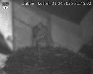 Capi_Dubne_20250401_214502.jpg (1350 x 1080)